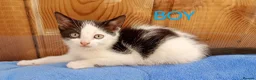 Mixed Breed cats for sale: Lovely playful kittens looking for a new home  - Advert 4