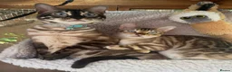Bengal cats for sale: Snow mink Bengal stunning nirvana aka chicken  - Advert 2