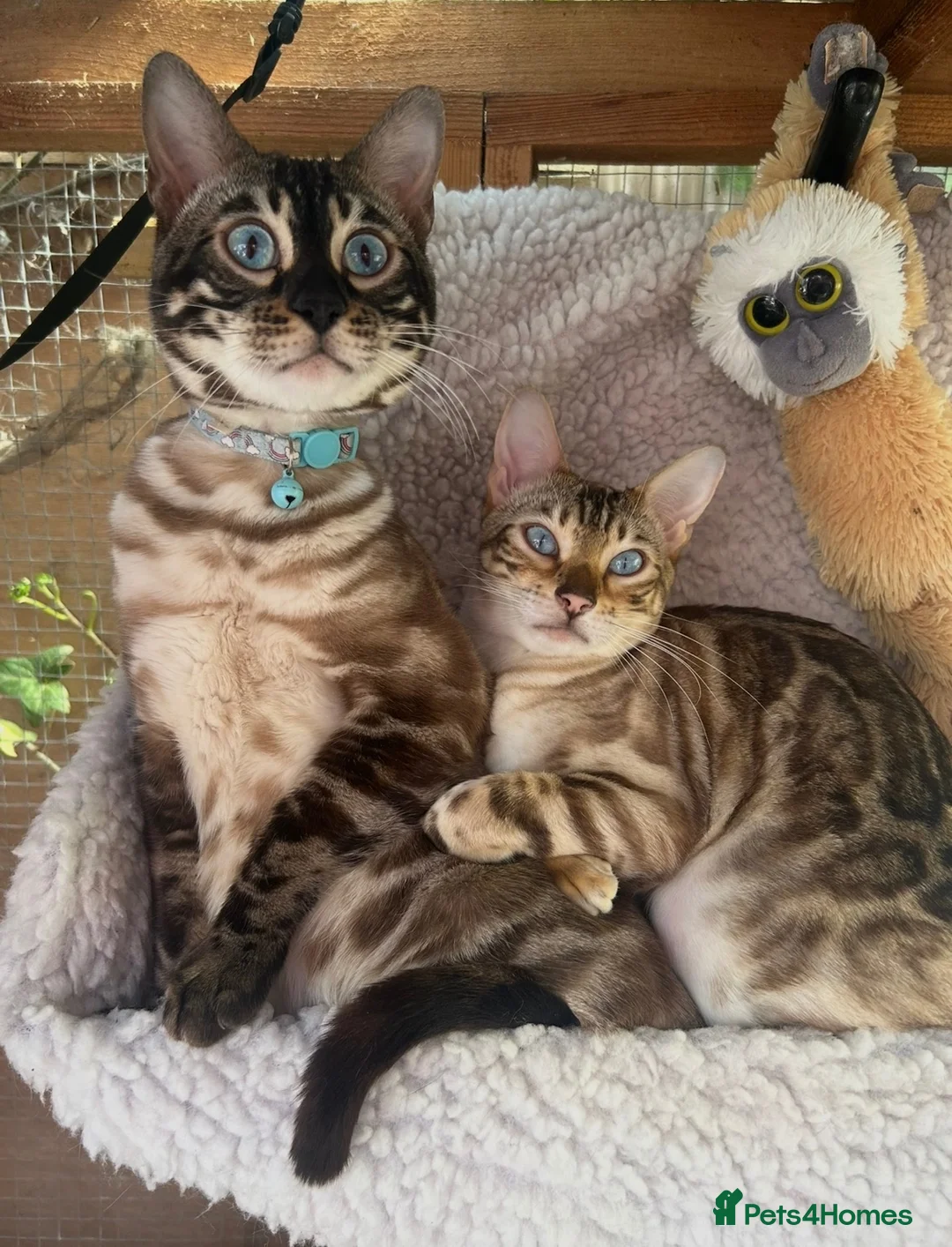 Bengal cats for sale: Snow mink Bengal stunning nirvana aka chicken  - Advert 2