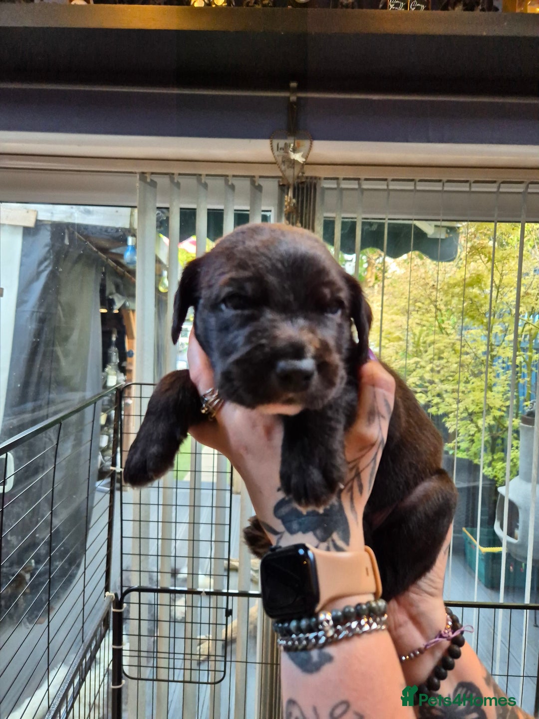 Mixed Breed dogs for sale: Mixed breed puppies  - Image 6