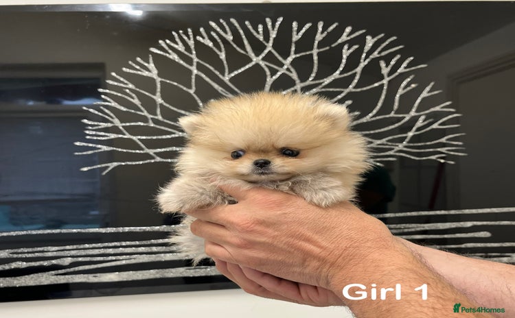 Pomeranian dogs - Advert 9