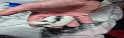 Rat rodents for sale: Baby Dumbo Rats - Advert 1