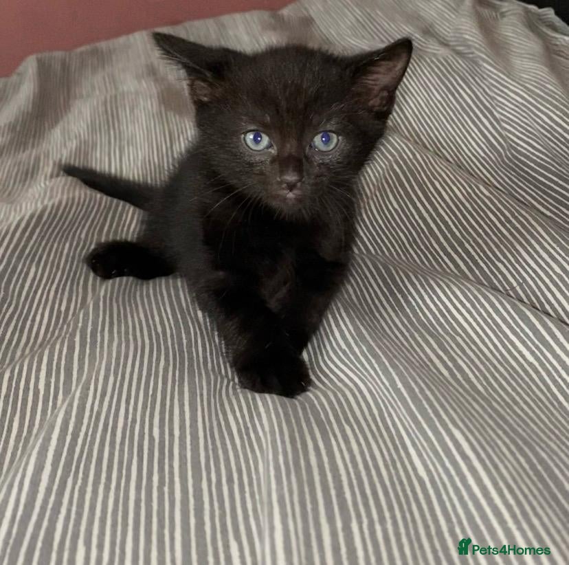 Mixed Breed cats Last 2 remaining reduced price  - Advert 5