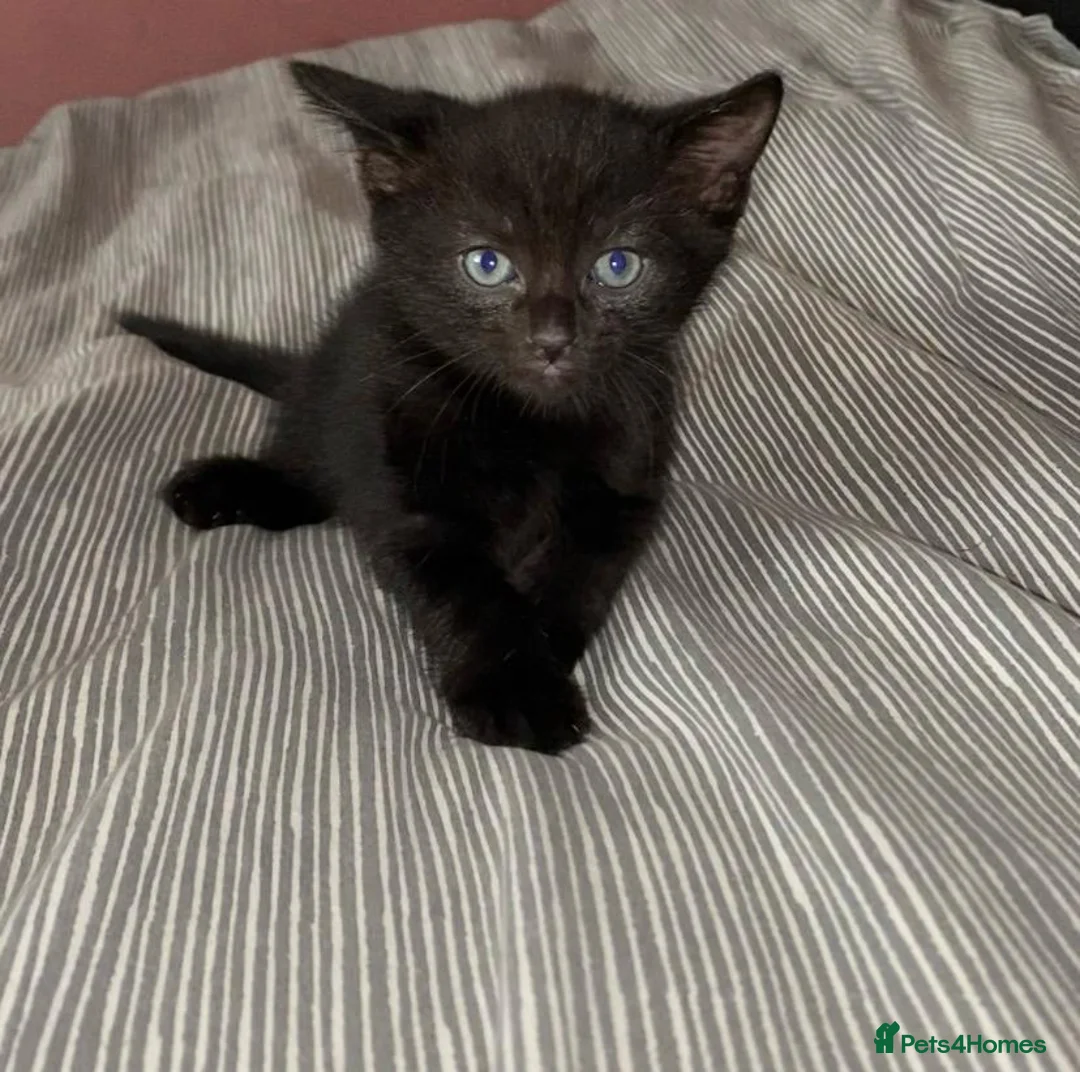 Mixed Breed cats for sale: Last 2 remaining reduced price  - Advert 1