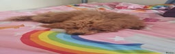 Toy Poodle dogs for sale: Female red tiny toy poodle - Advert 4