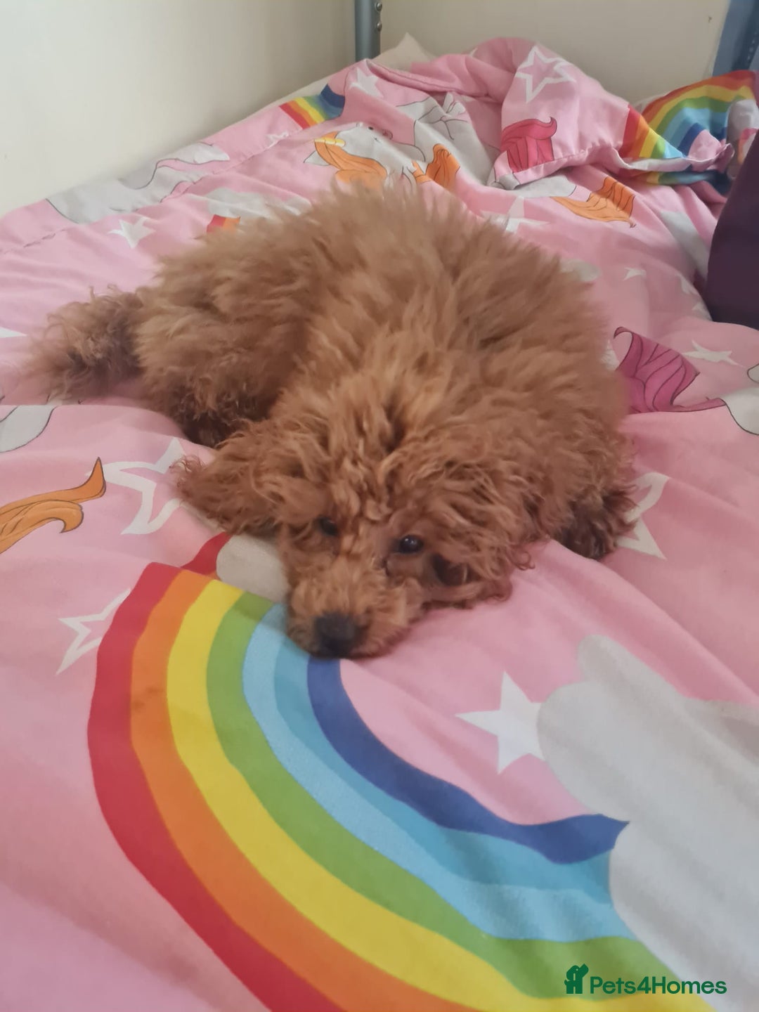 Toy Poodle dogs for sale: Female red tiny toy poodle - Advert 4