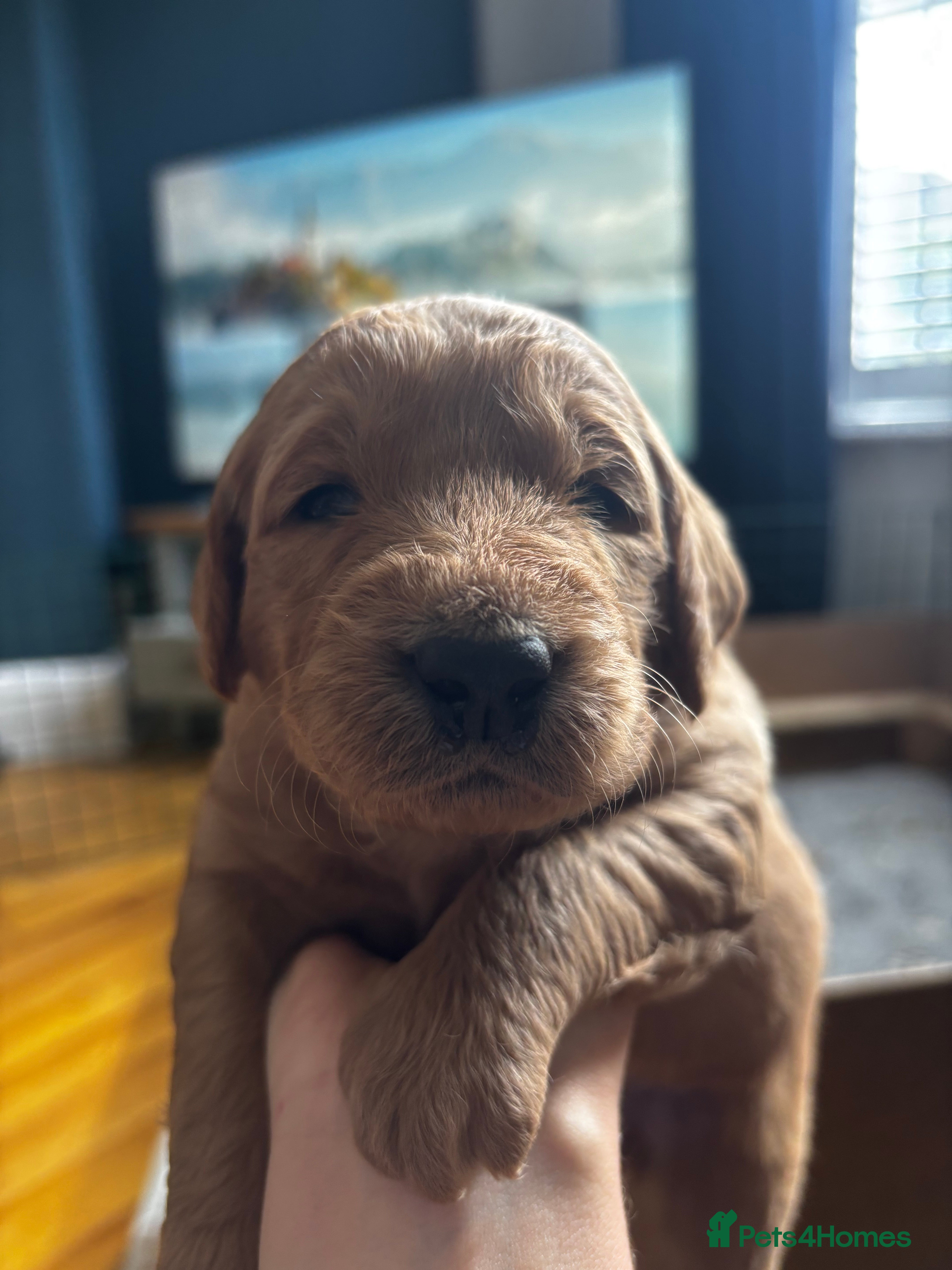 Double Doodle dogs for sale: Beautiful double/golden doodles from family pet - Advert 31