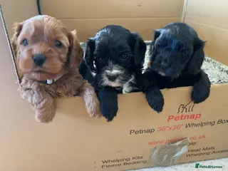 Cavapoo dogs Lovely home reared F1 Cavapoos for sale - Advert 5