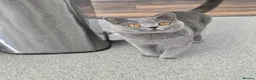 British Shorthair cats for sale: ACTIVE GCCF AND TICA REGISTERED FEMALE - Advert 8