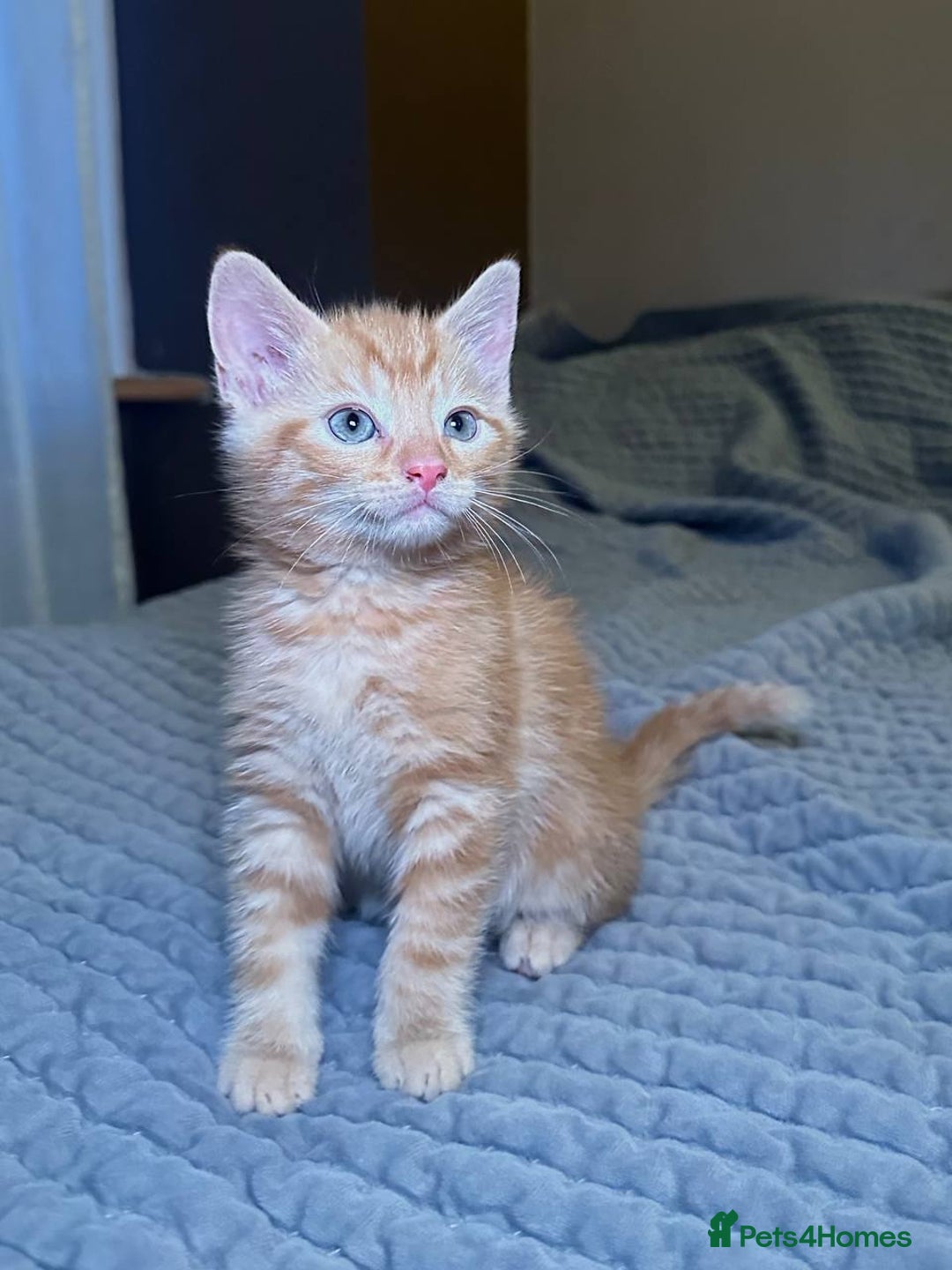 Domestic Shorthair cats for sale: 6 kittens - ready to move to new loving families - Advert 19