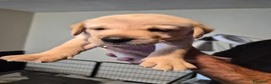 Labrador Retriever 4