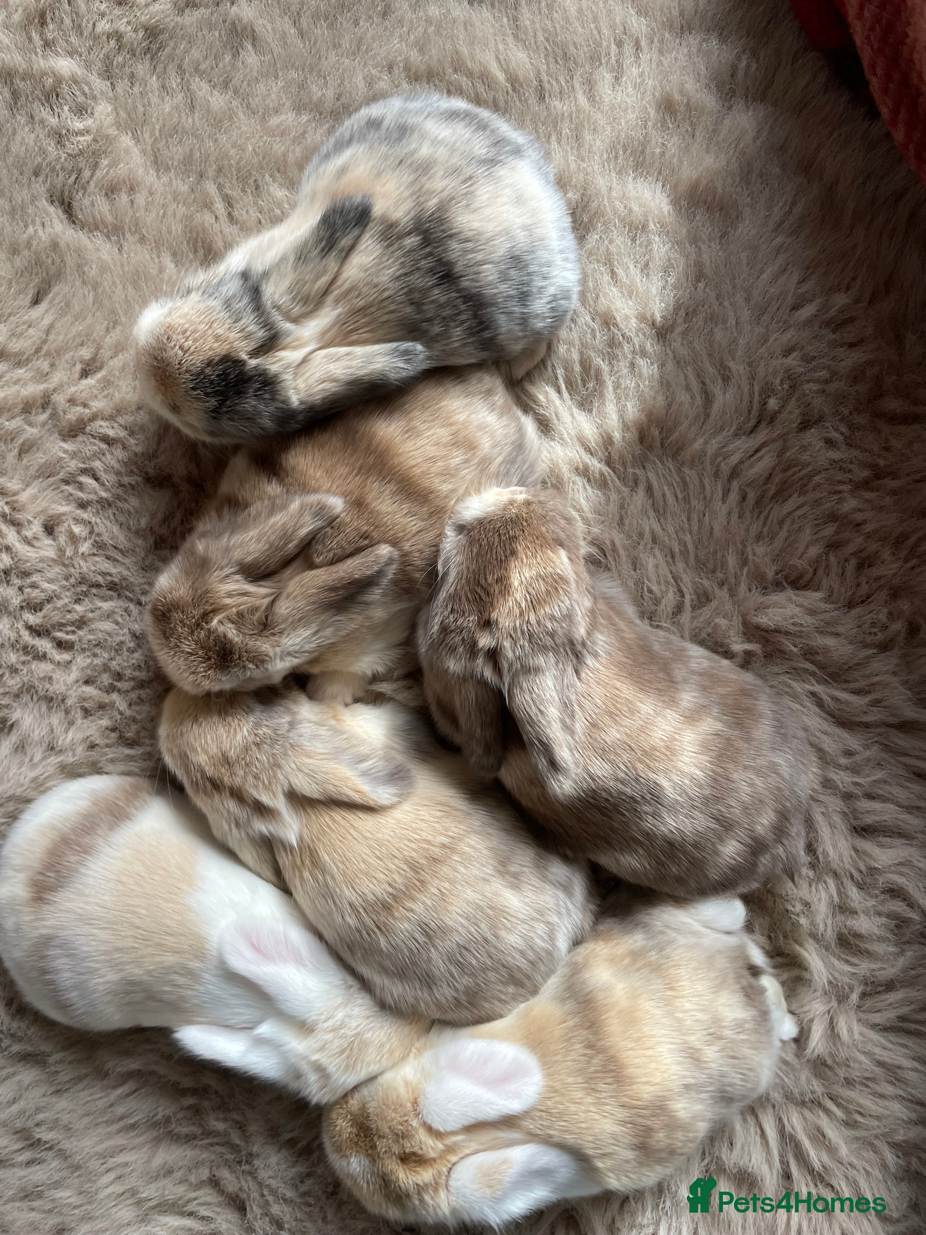 Mini Lop rabbits Mini Lop kits - Advert 17