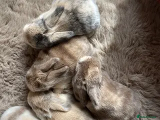 Mini Lop rabbits Mini Lop kits - Advert 17