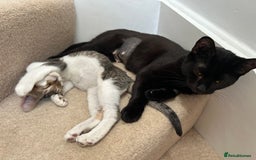 Domestic Shorthair cats for sale: Beautiful affectionate young black cat - Image 3