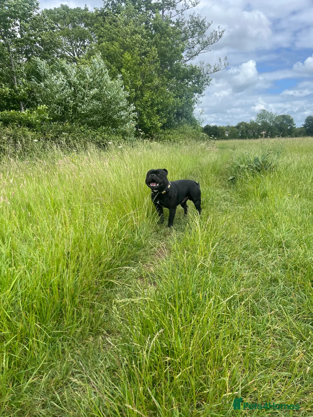 Staffordshire Bull Terrier dogs for stud:  stud carrying blue pedigree full of champions  - Advert 10