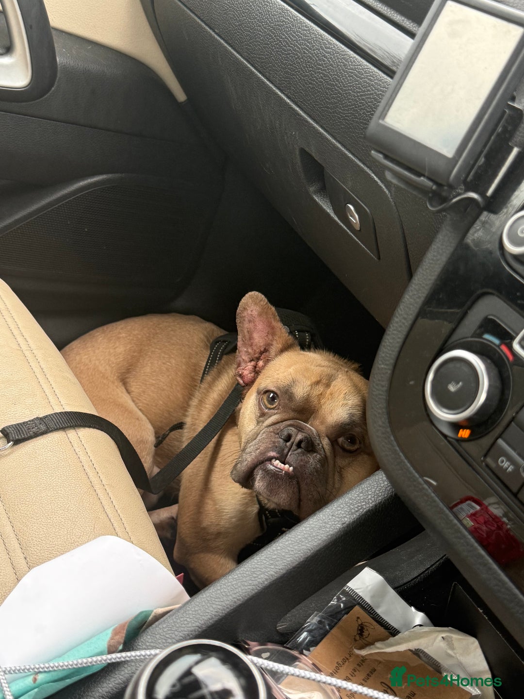 French Bulldog dogs for sale: French bulldog  - Advert 4