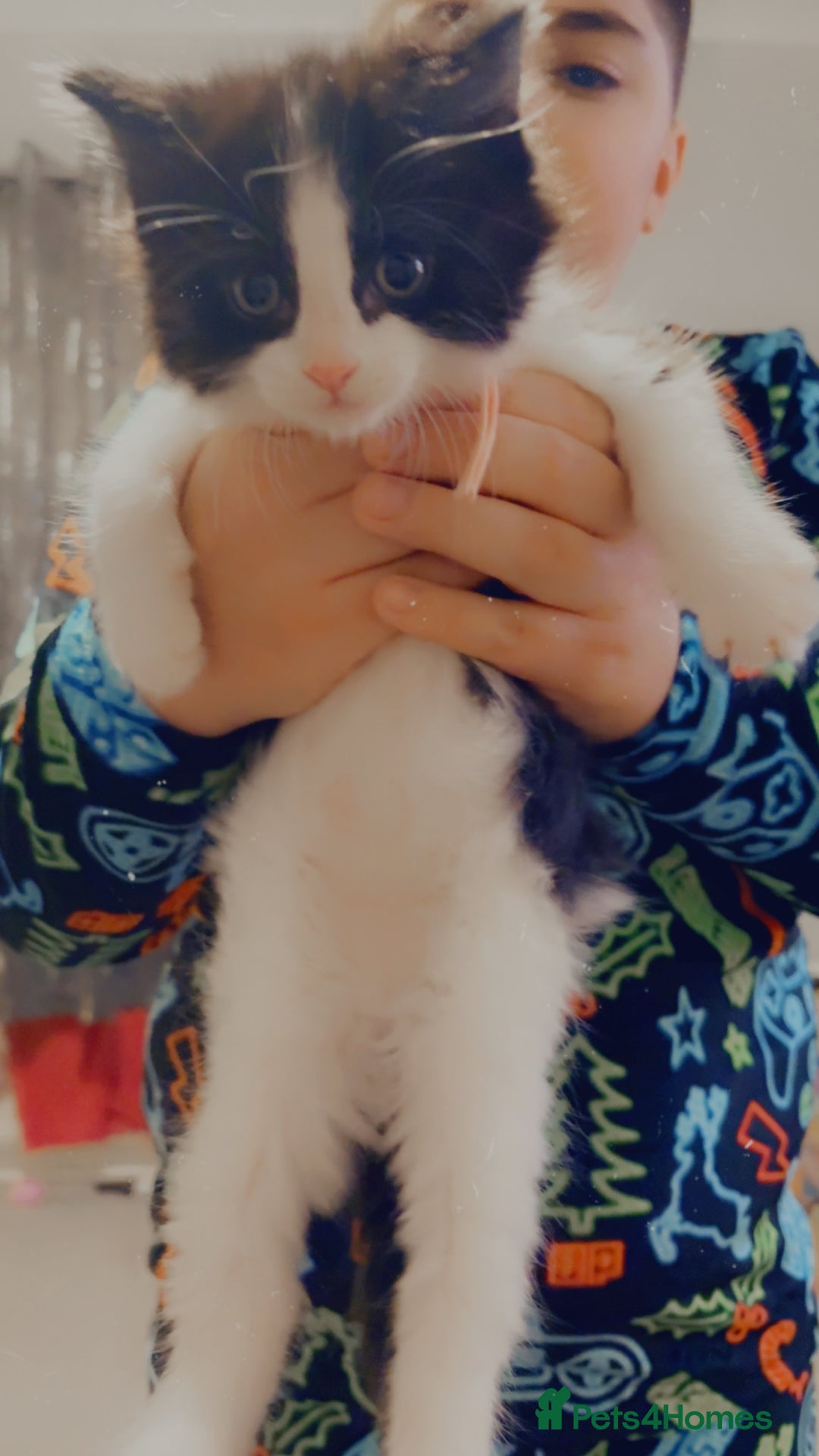 Mixed Breed cats for sale: 4 Beautiful fluffy kittens for sale - Advert 10