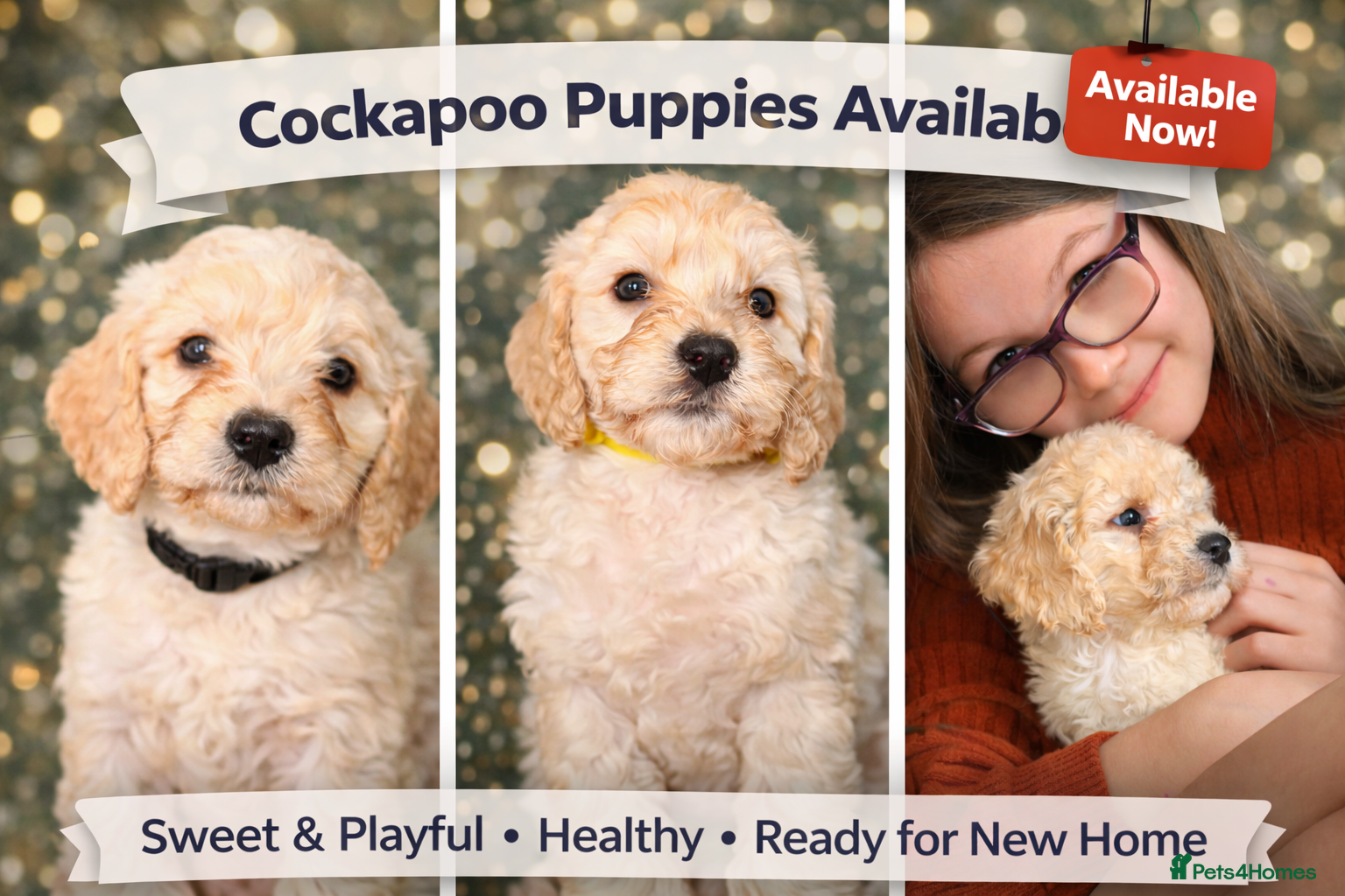 Cockapoo dogs ⭐️Cockerpoo puppies -Toilet Training started ⭐️ - Advert 3