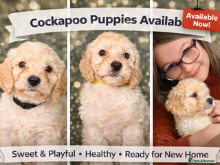 Cockapoo dogs ⭐️Cockerpoo puppies -Toilet Training started ⭐️ - Advert 3
