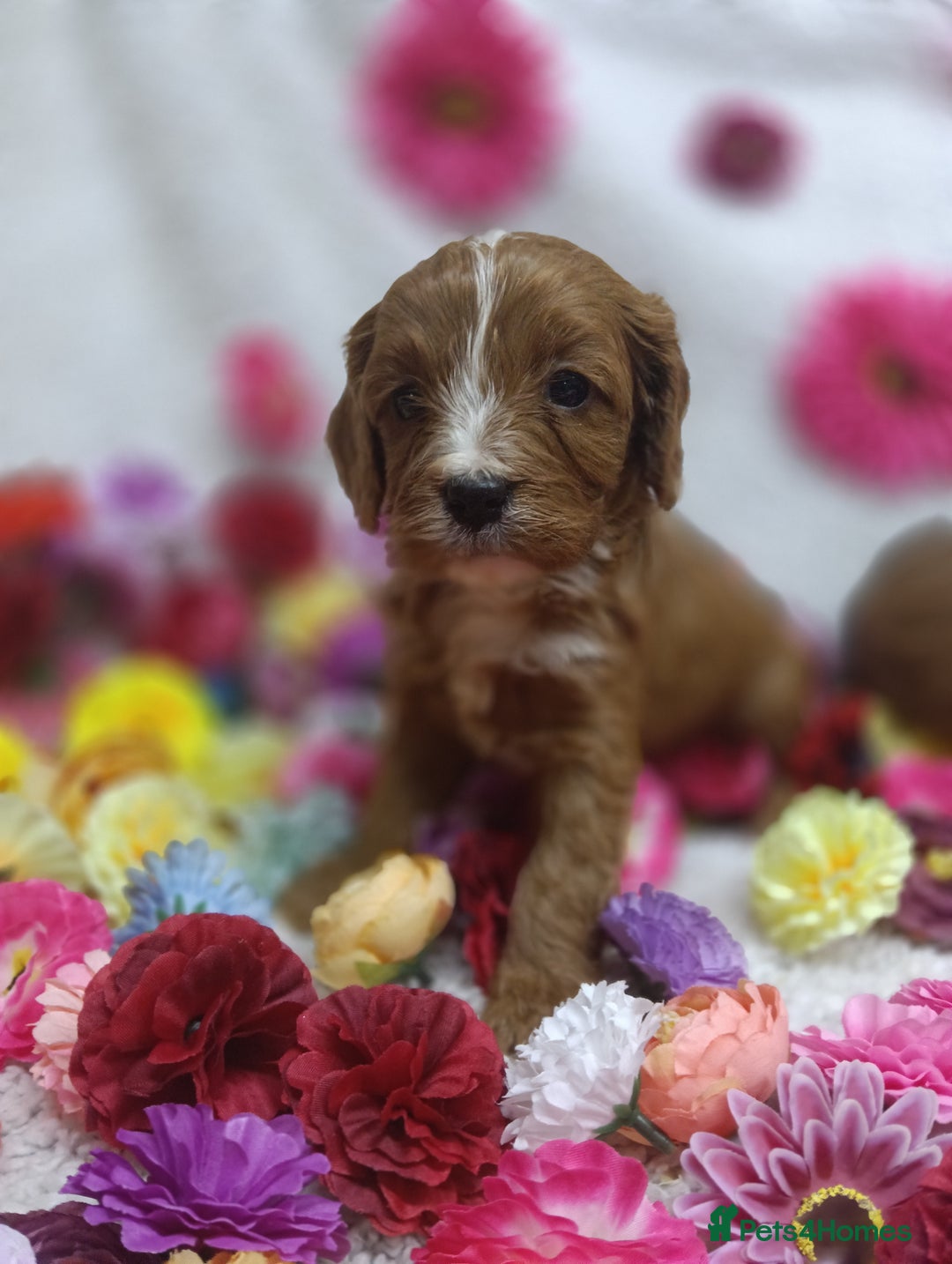 Cavapoo dogs for sale: Stunning F1 Quality Cavapoo Puppies. Dad Tested.  - Image 9