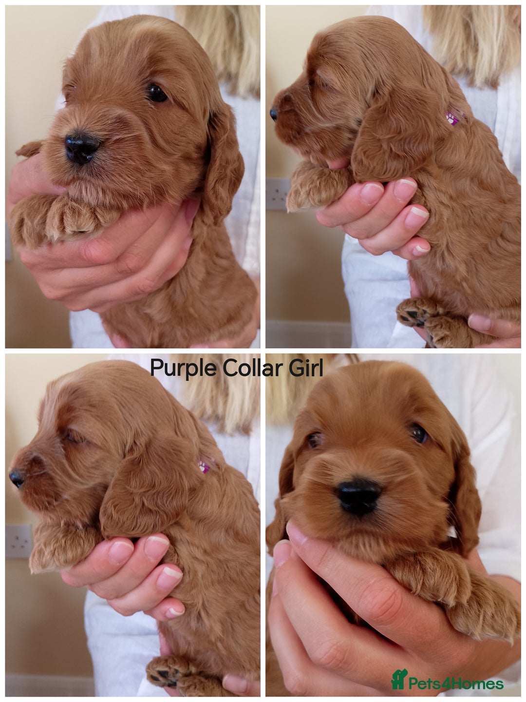 Cockapoo dogs for sale: Stunning F1 Red Miniature - Health Tested Parents - Image 4