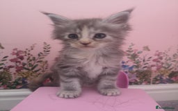 Maine Coon cats for sale: Maine Coon Kittens Parents Fully Health Tested - Image 18