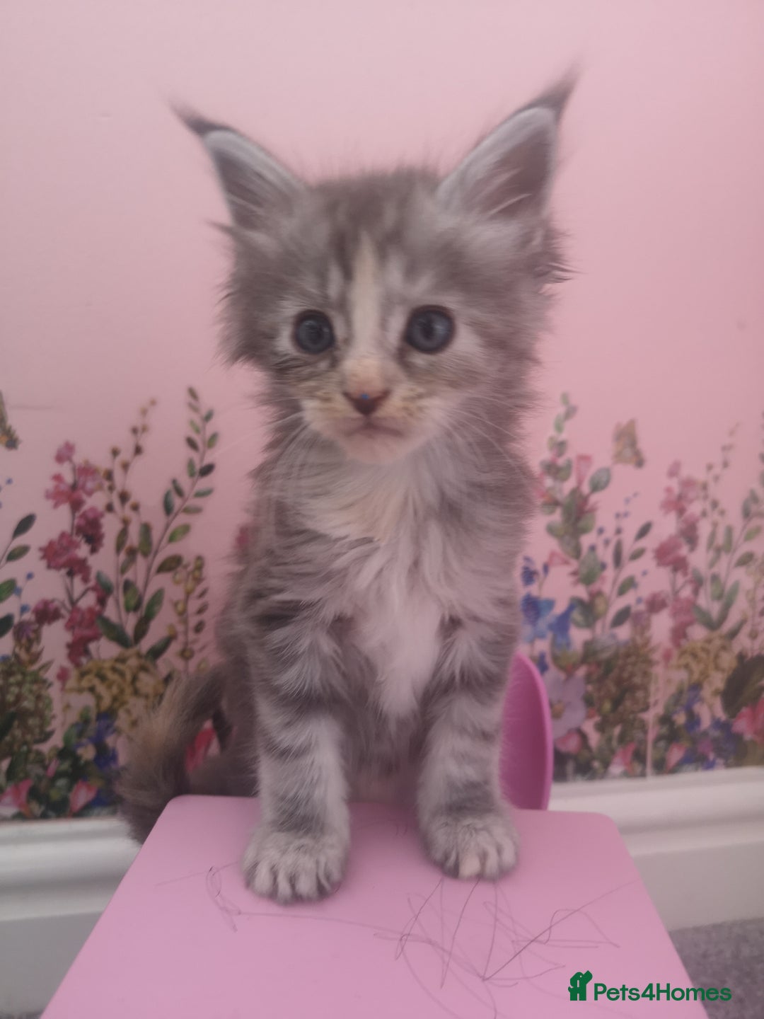 Maine Coon cats for sale: Maine Coon Kittens Parents Fully Health Tested - Image 18
