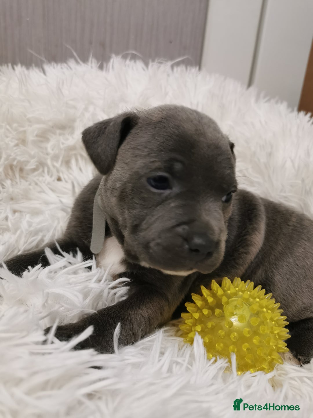 Staffordshire Bull Terrier dogs for sale: Staffordshire Bull Terrier puppies for sale  - Advert 25