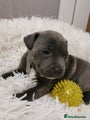 Staffordshire Bull Terrier Puppy grey