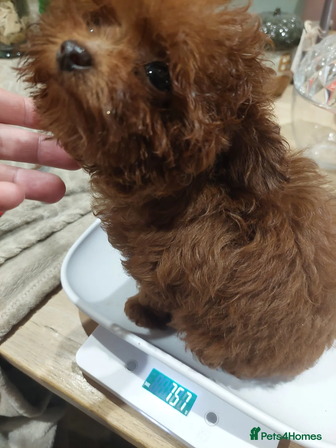 Toy Poodle dogs for sale: Full Asian girl - Advert 18