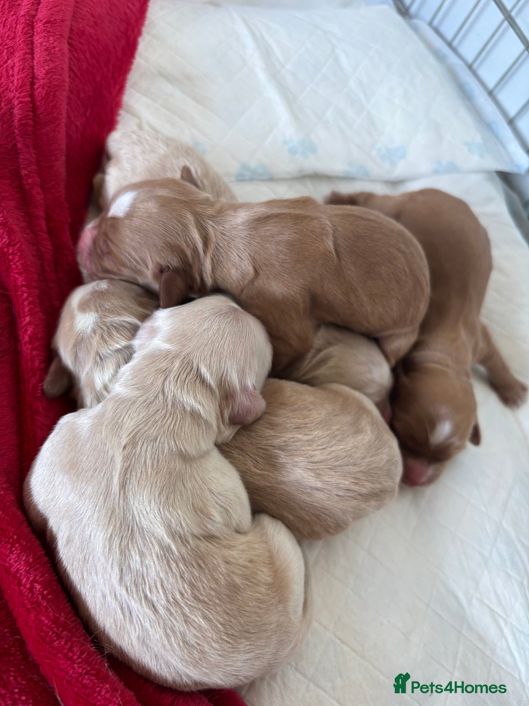 Cocker Spaniel dogs for sale: Cocker Spaniel Puppies - Advert 4
