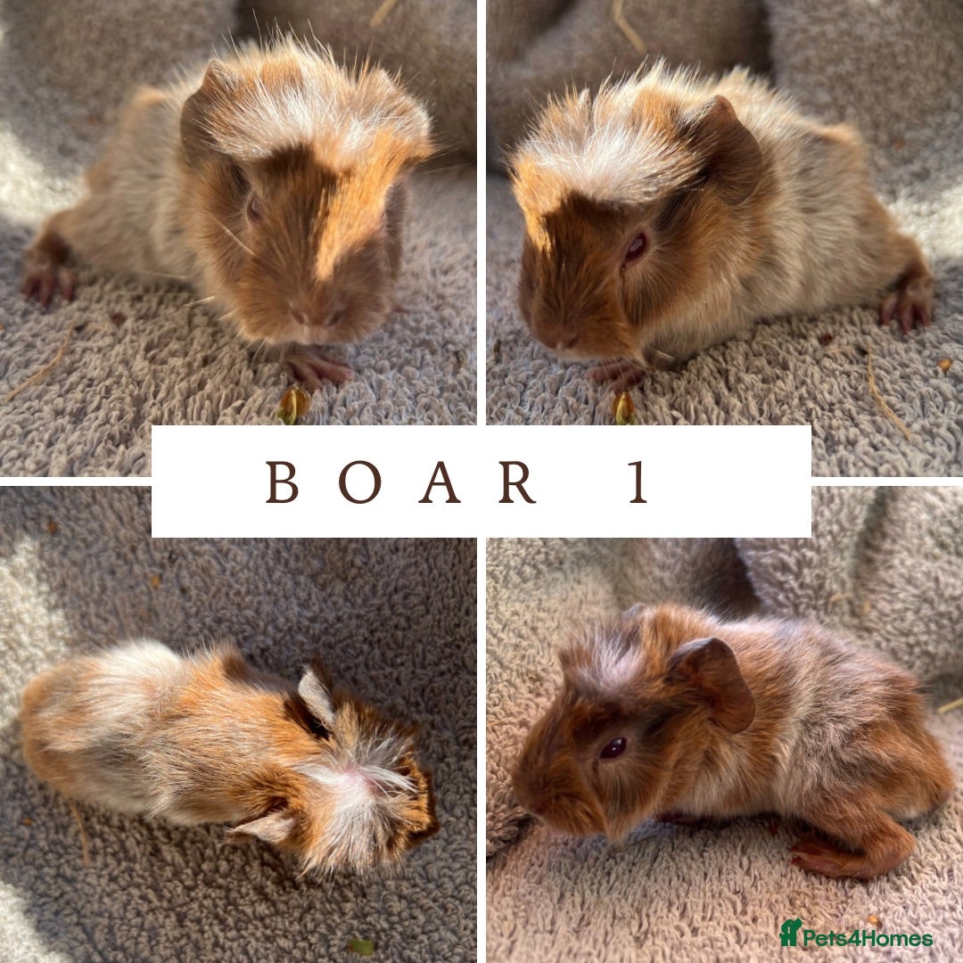Guinea Pig rodents 3 Abyssinian Boars - Advert 2