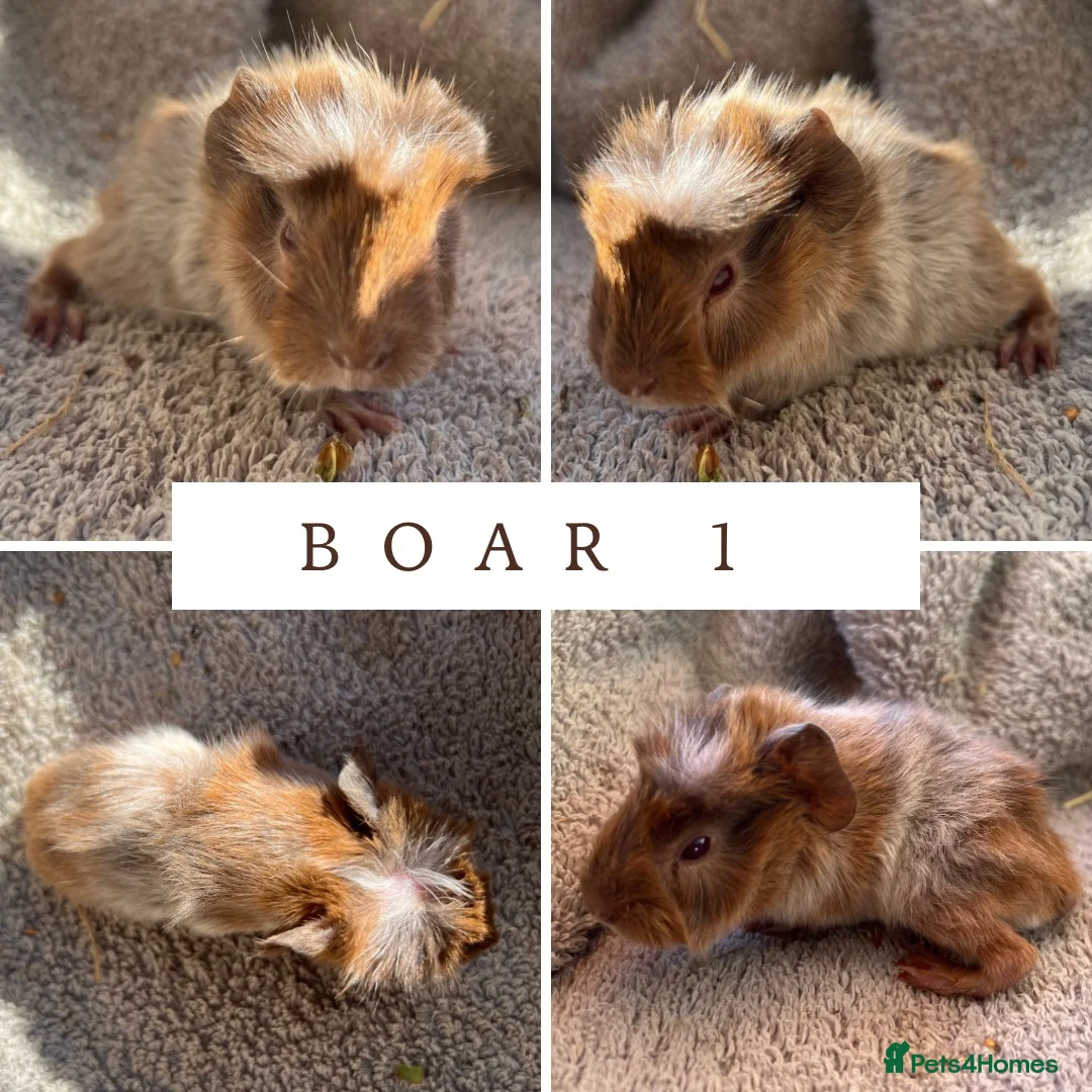 Guinea Pig rodents for sale: 3 Abyssinian Boars - Advert 1