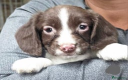 English Springer Spaniel dogs for sale: Springer pups - Image 8