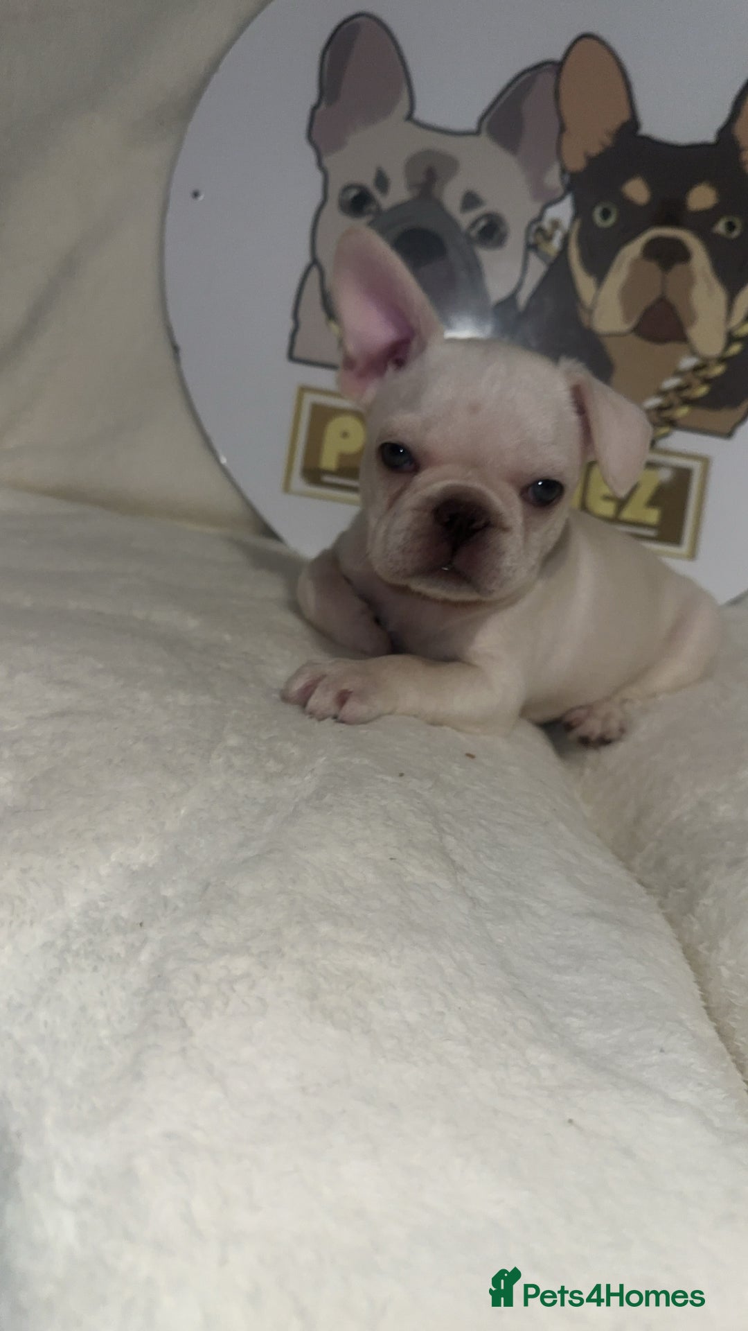 French Bulldog dogs for sale: French Bulldog puppies for sale - Image 10