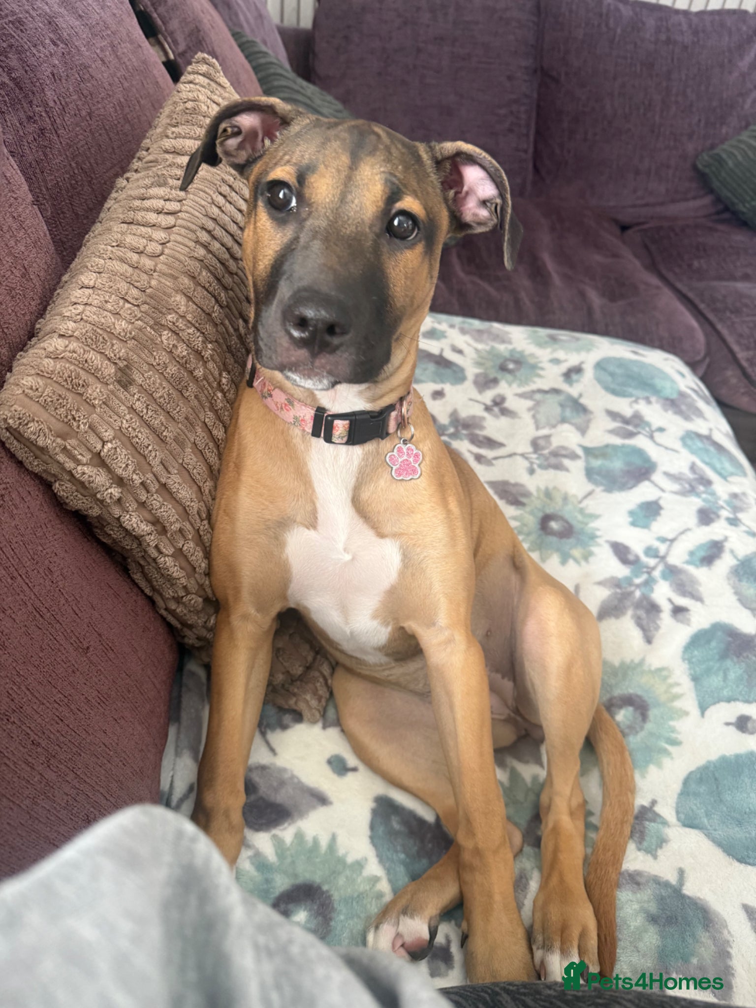 Mixed Breed dogs Mix breed of rottie  ** tiff x staffy  - Advert 1