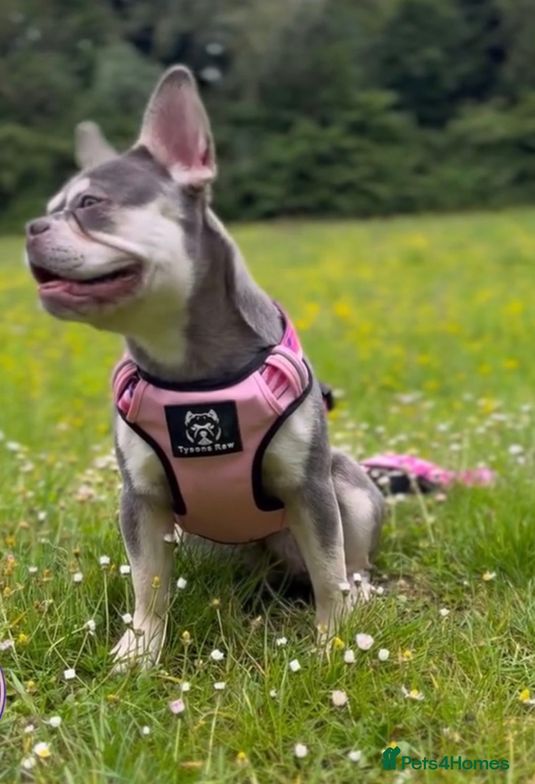 French Bulldog dogs for sale: Stunning boy looking for his forever home  - Advert 9