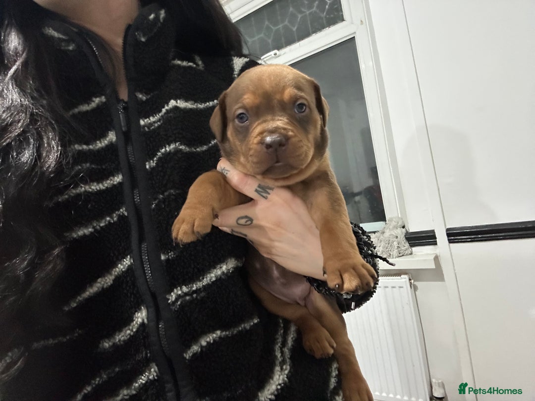 Mixed Breed dogs for sale: A beautiful litter of Rottweiler/staff/mastiffs - Advert 17