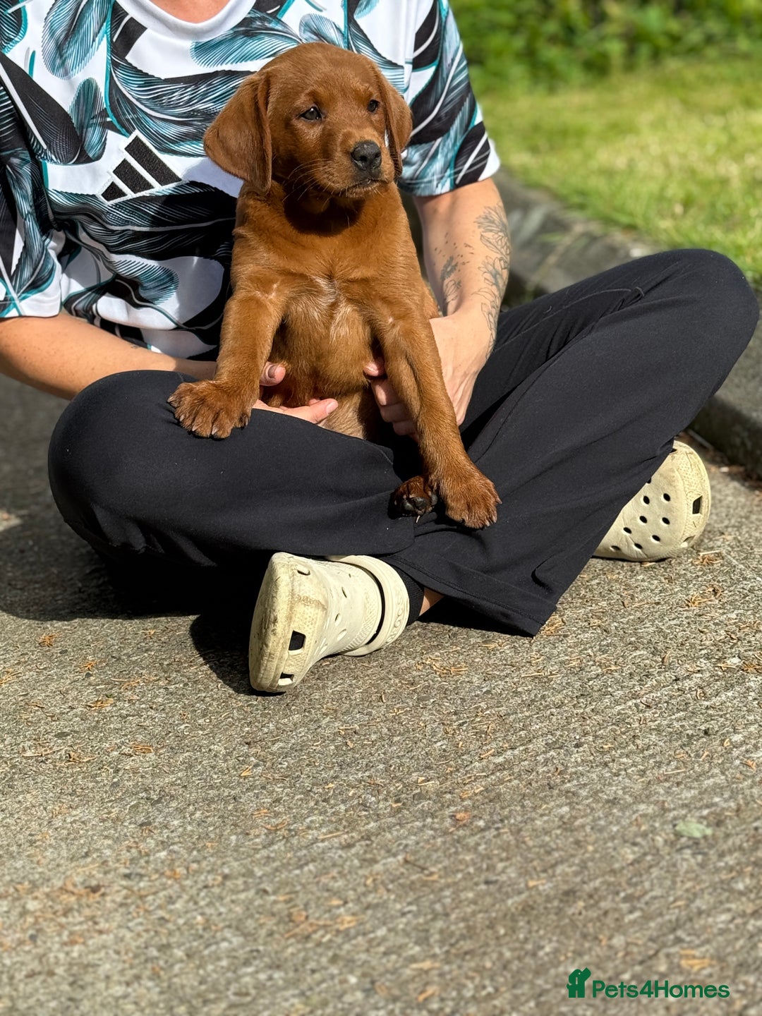 Labrador Retriever dogs for sale: Fox Red /  Mahogany Labradors  - Image 31