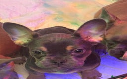 French Bulldog dogs for sale: Frenchie puppy’s available  - Image 4