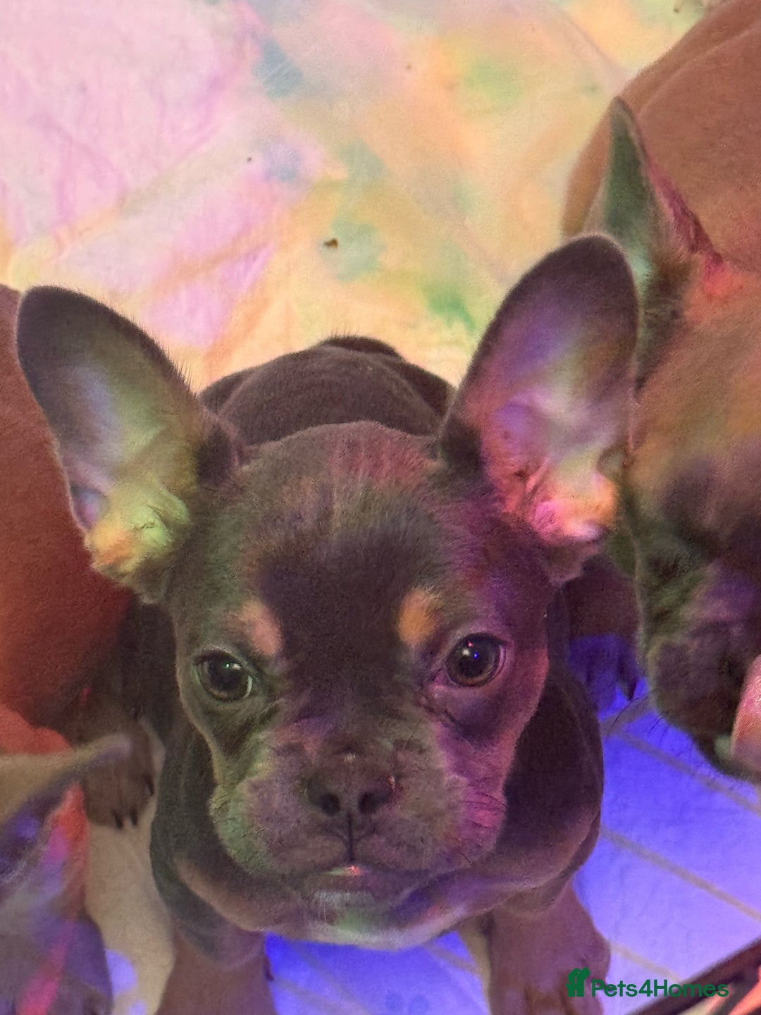 French Bulldog dogs for sale: Frenchie puppy’s available  - Image 4