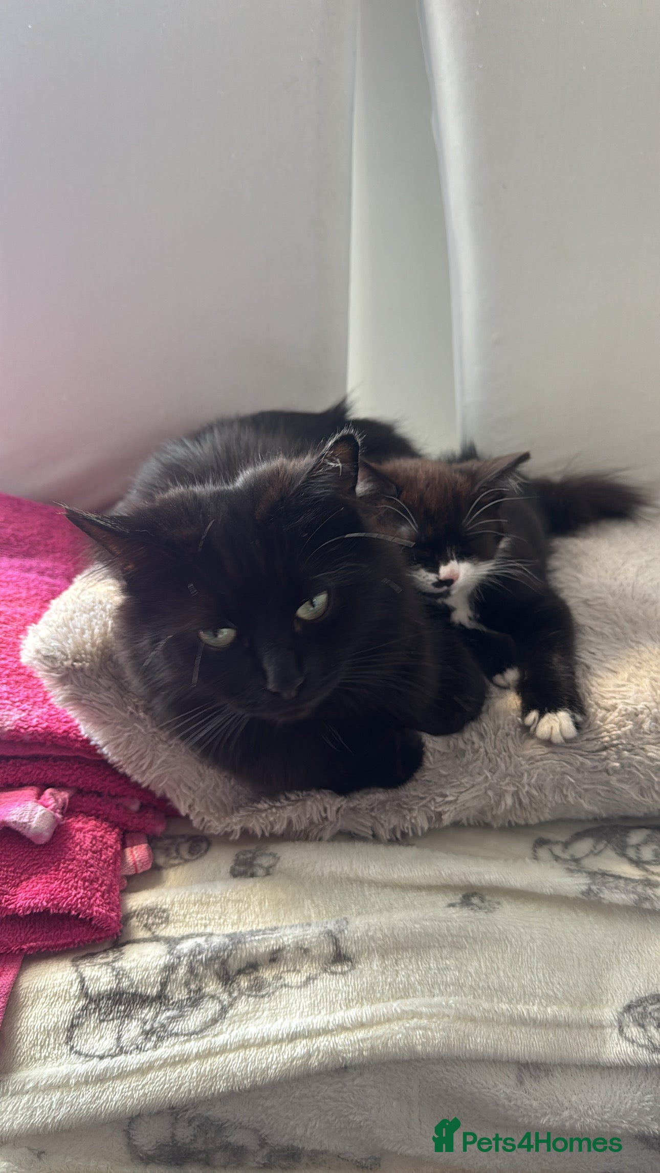 Mixed Breed cats Beautiful kitten for sale - Advert 4