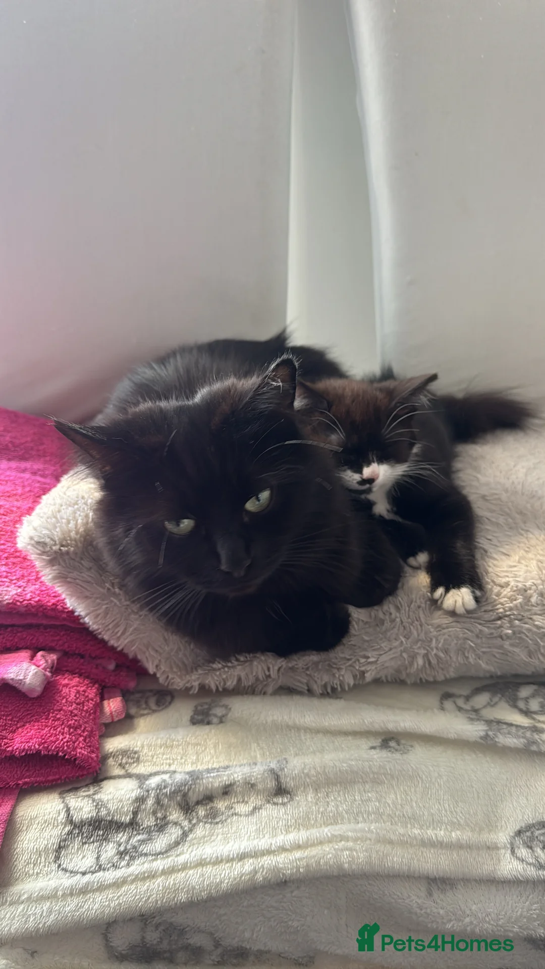 Mixed Breed cats for sale: Beautiful kitten for sale - Advert 1