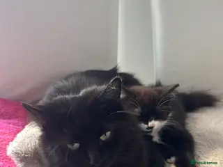 Mixed Breed cats Beautiful kitten for sale - Advert 4