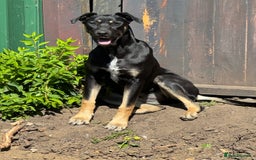 Mixed Breed dogs for sale: 2 beautiful ridgebacks  - Image 2