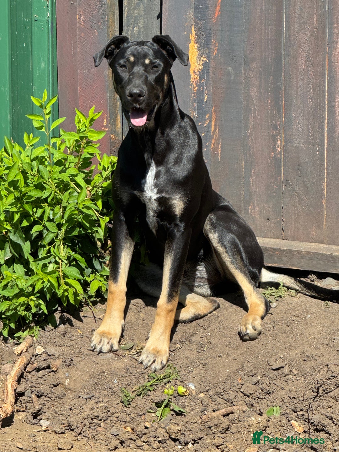 Mixed Breed dogs for sale: 2 beautiful ridgebacks  - Image 2