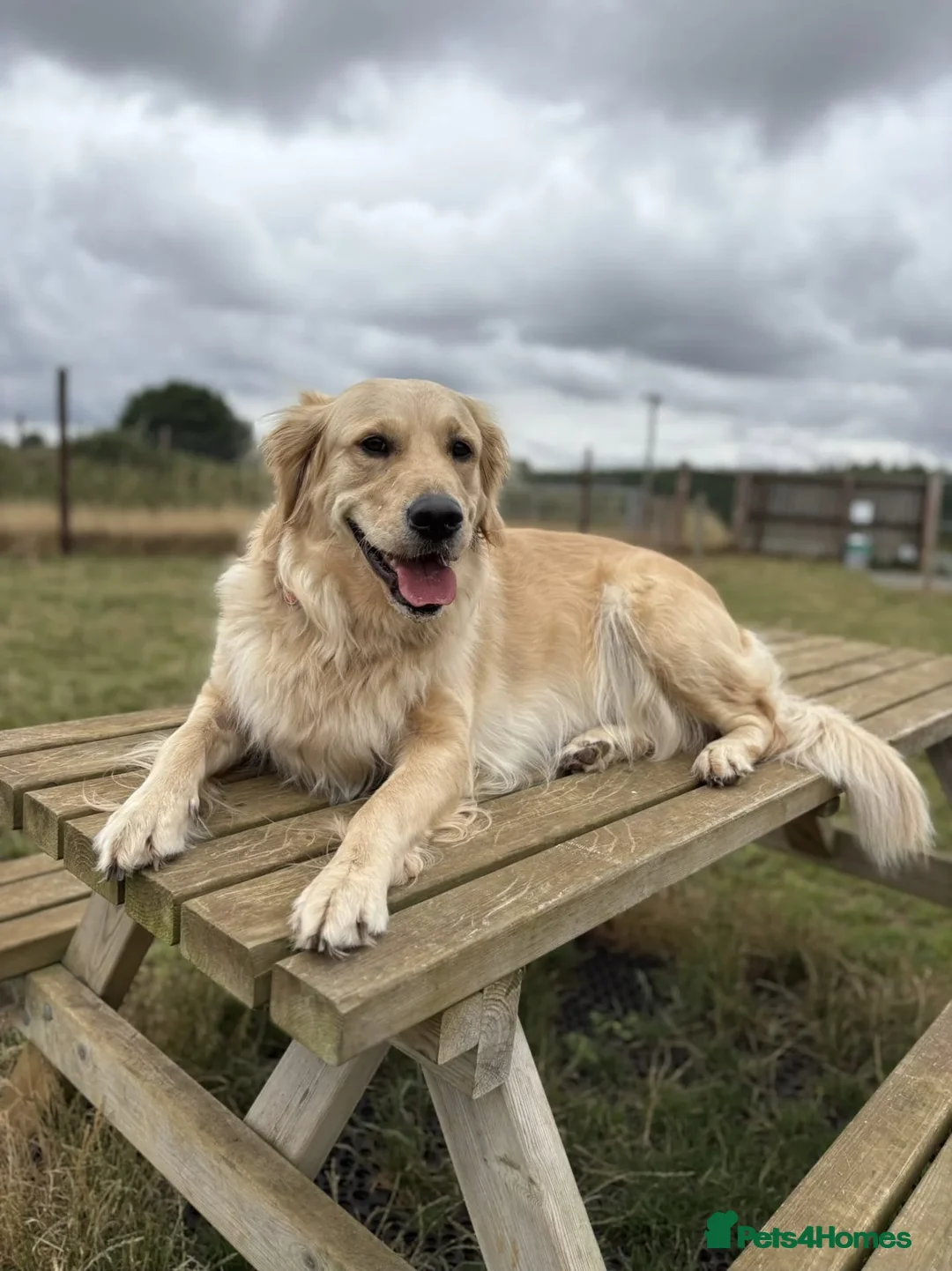 Golden Retriever dogs for sale: KC Golden Retrievers 🧬 Health Tested Parents - Advert 5