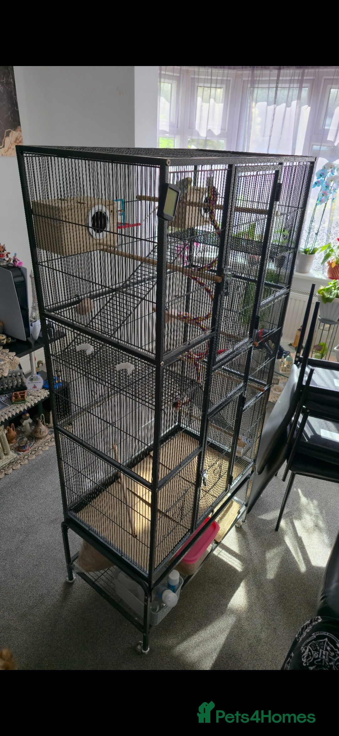 Budgerigars birds for sale: BIG CAGE  - Advert 3