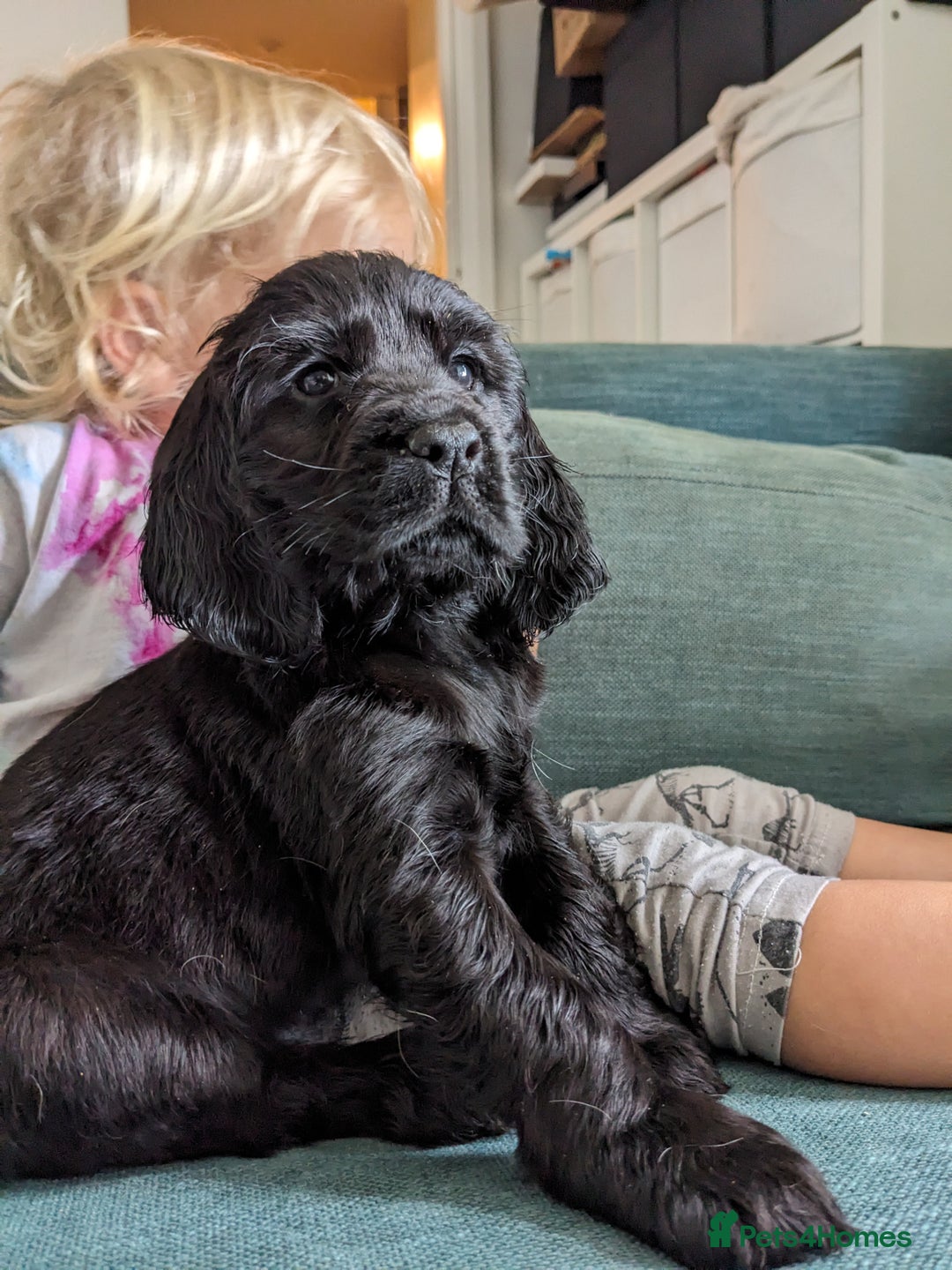 Sprocker dogs for sale: Last Sprocker puppy remaining - Image 6