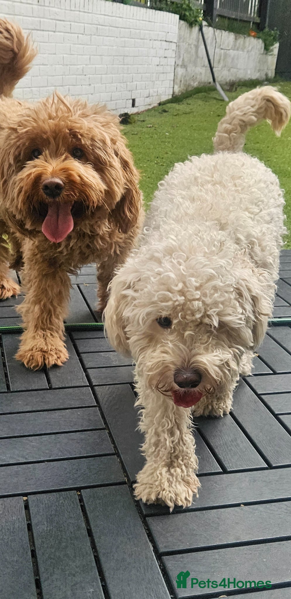 Mini Goldendoodle dogs for sale: 🐾✨ Beautiful Toy Goldendoodle Puppies  ✨🐾 - Advert 17